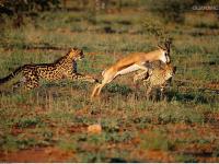 -津巴布韦女足球员获得进球王头衔